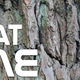 Image for article titled Make your own aspirin out of tree bark